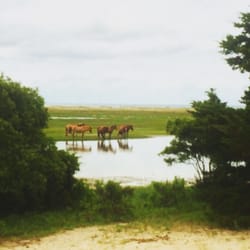 Beaufort Inlet Water Sports - The horses of Carrot Island