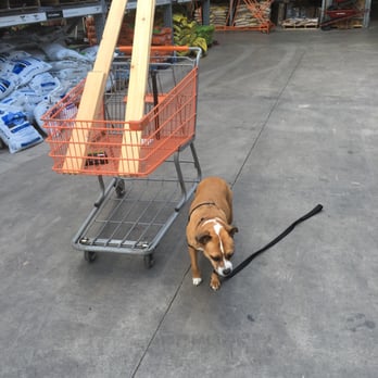 The Home Depot - Dogs are allowed in the store! - Nurseries & Gardening Near Me - Round Rock, Texas The Home Depot - Dogs are allowed in the store! - Nurseries & Gardening Near Me - Round Rock, Texas