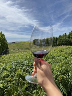 Long Shadows Winery by null