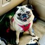 Panther Creek Animal Hospital