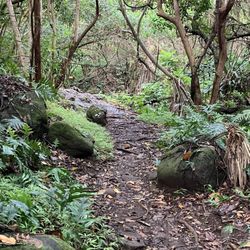 Hau'ula Loop Trail