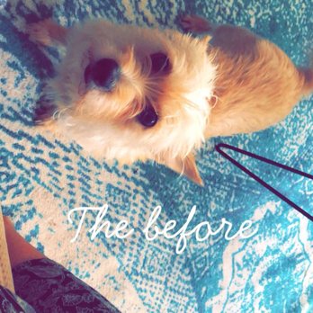Three Dogs and a Girl - Pet Groomers Near Me - Honolulu, Hawaii Three Dogs and a Girl - Pet Groomers Near Me - Honolulu, Hawaii