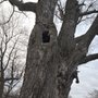 Photo of Elder's Tree Service