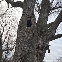 Elder's Tree Service