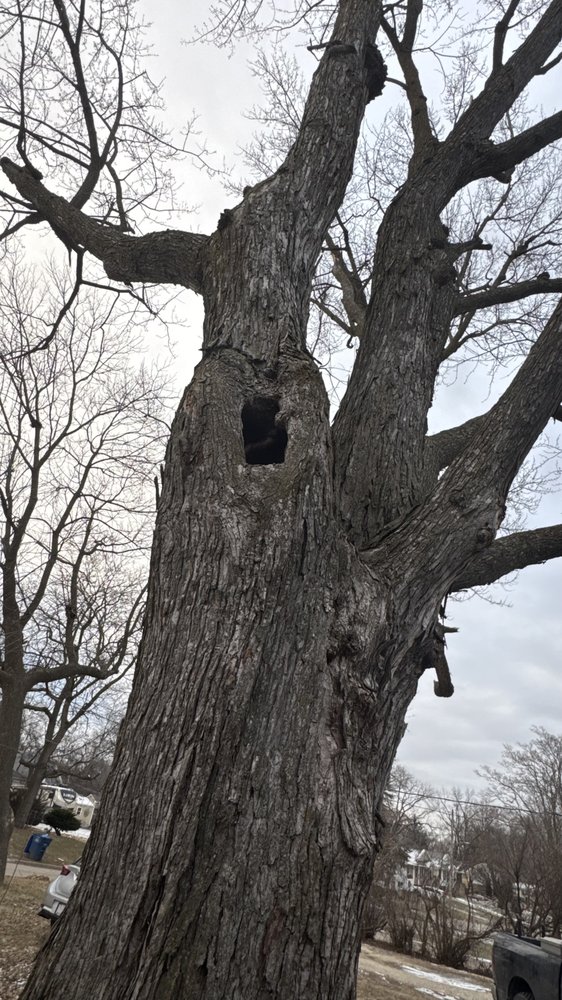 Elder's Tree Service - tree service in Norwalk, IA