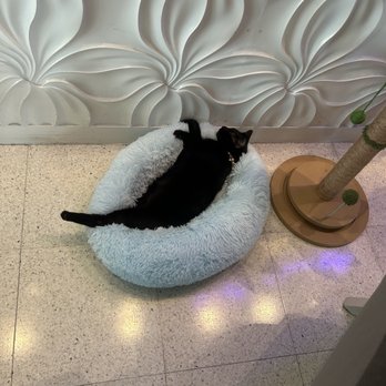 Orchid Key Inn - Cat in the lobby will watch your bags. - Hotels Near Me - Key West, Florida Orchid Key Inn - Cat in the lobby will watch your bags. - Hotels Near Me - Key West, Florida