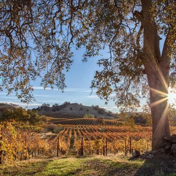 Airola Road Vineyards - the sun shining through a tree - Venues & Event Spaces Near Me - Murphys, California