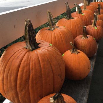 Maplehofe Dairy - Celebrating the start of fall with pumpkins! On sale at our Quarryville store. - Ice Cream & Frozen Yogurt Near Me - Quarryville, Pennsylvania Maplehofe Dairy - Celebrating the start of fall with pumpkins! On sale at our Quarryville store. - Ice Cream & Frozen Yogurt Near Me - Quarryville, Pennsylvania