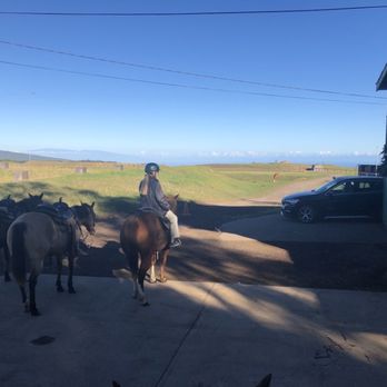 4D Quarter Horses - Horseback Riding Near Me - Kailua-Kona, Hawaii