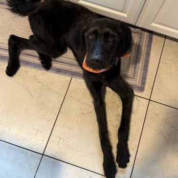 Dirty Dog Salon - Pet Groomers Near Me Dirty Dog Salon - Pet Groomers Near Me