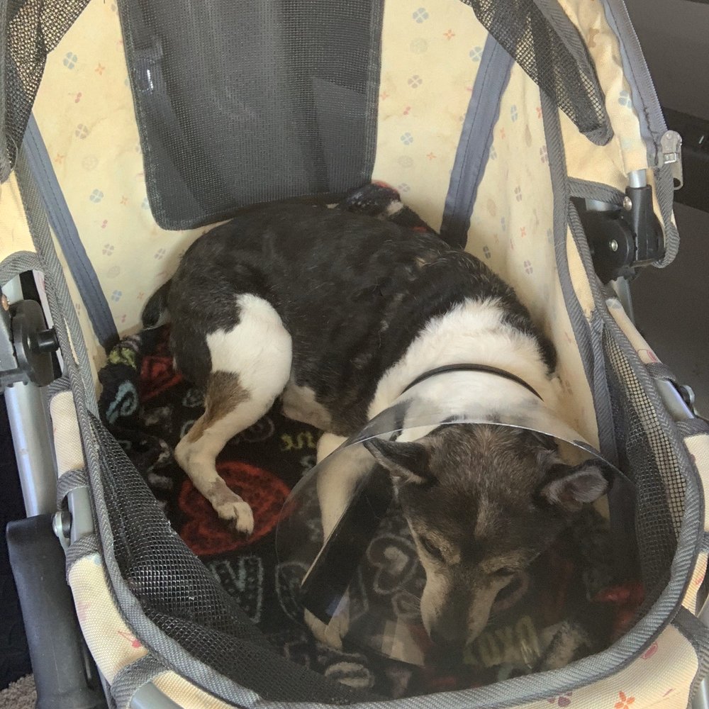 BluePearl Pet Hospital - Here is Beau just after her surgery - Veterinarians Near Me - Spring, Texas