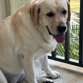 Top Dog - Pet Groomers Near Me - Stuart, Florida Top Dog - Pet Groomers Near Me - Stuart, Florida