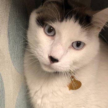 1st Pet Veterinary Centers - North Valley - Wallpaper matches my eyes don't you think...? - Veterinarians Near Me - Phoenix, Arizona 1st Pet Veterinary Centers - North Valley - Wallpaper matches my eyes don't you think...? - Veterinarians Near Me - Phoenix, Arizona