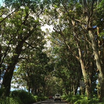 Maluhia Road Tree Tunnel - Landmarks & Historical Buildings Near Me Maluhia Road Tree Tunnel - Landmarks & Historical Buildings Near Me