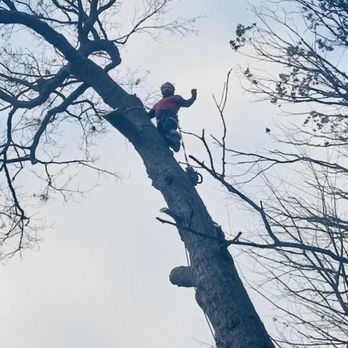 Adam's Tree - Tree Services Near Me - Schnecksville, Pennsylvania Adam's Tree - Tree Services Near Me - Schnecksville, Pennsylvania
