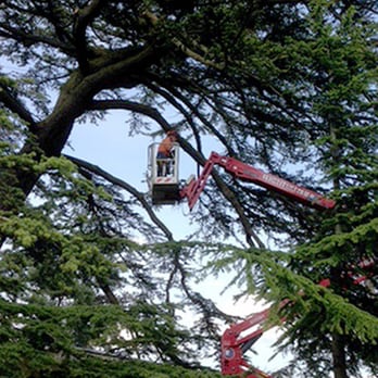 David Lukeman Tree Care - Tree Services Near Me - Birmingham, XWM