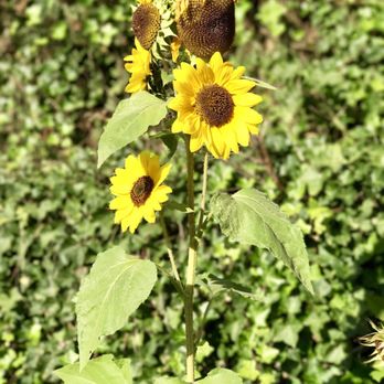 Öz Kebaphaus - Beautiful Sunflowers  outside the restaurant (: - Kebab Near Me - Kaiserslautern, RP