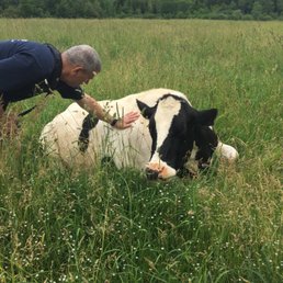 Up close with a lovely cow Up close with a lovely cow