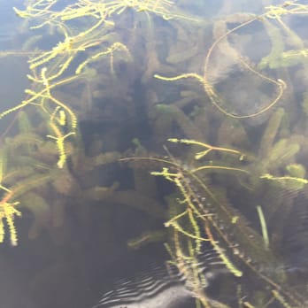 Promised Land State Park - More trees underwater. - Parks Near Me - Greentown, Pennsylvania Promised Land State Park - More trees underwater. - Parks Near Me - Greentown, Pennsylvania