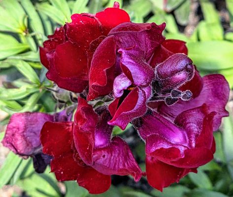 Highclere Castle by null