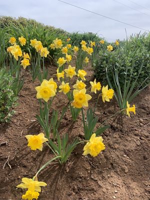 Amador Flower Farm by null