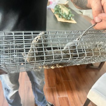 Elite Wildlife Trappers - Squirrel safely removed from chimney - Wildlife Control Near Me Elite Wildlife Trappers - Squirrel safely removed from chimney - Wildlife Control Near Me