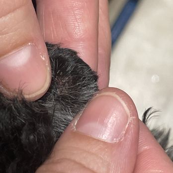 Fur Babes Spa - Dried blood/scab from being cut. - Pet Groomers Near Me - Riverside, California Fur Babes Spa - Dried blood/scab from being cut. - Pet Groomers Near Me - Riverside, California