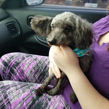 Jan's Dog Grooming - Pet Groomers Near Me - Vancouver, Washington Jan's Dog Grooming - Pet Groomers Near Me - Vancouver, Washington