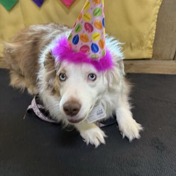 Paw Country - Pet Stores Near Me - La Mesa, California Paw Country - Pet Stores Near Me - La Mesa, California