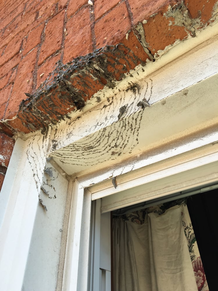 A TEAM PEST PREVENTION AND REMOVAL Updated August 2024 Grand Island