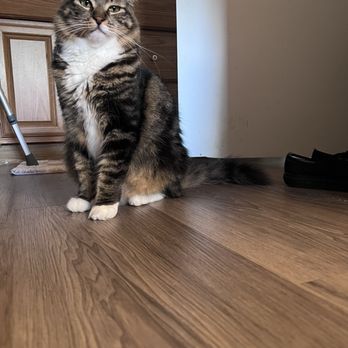 Groomer Gal - Pet Groomers Near Me