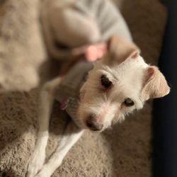 Pawz & Klawz Pet Salon - My little baby, all fresh and ready to roll into 2020!