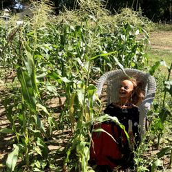 Vincek Farm - Corn stalks,  and pick your own pumpkins