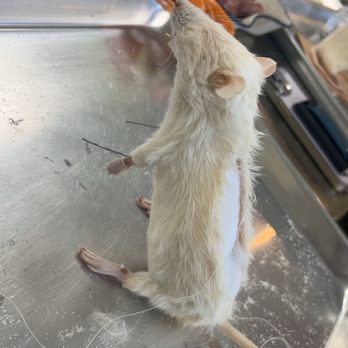 Pretty Dead Taxidermy - Pet Cremation Services Near Me - Vancouver, British Columbia Pretty Dead Taxidermy - Pet Cremation Services Near Me - Vancouver, British Columbia