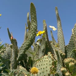 Martha McLean - Anza Narrows Park - Cactus, flowers and butterfly.