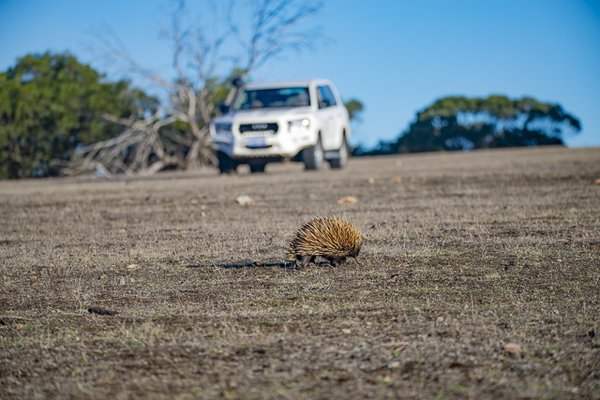Exceptional Kangaroo Island by null
