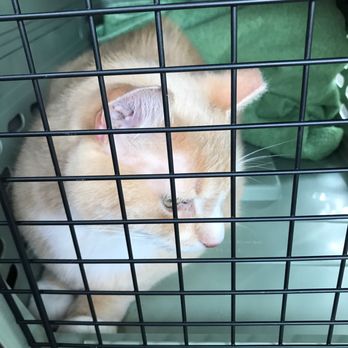 Weisner Innis & Schoen - He is soooooo not happy about this - Veterinarians Near Me - Grand Rapids, Michigan Weisner Innis & Schoen - He is soooooo not happy about this - Veterinarians Near Me - Grand Rapids, Michigan