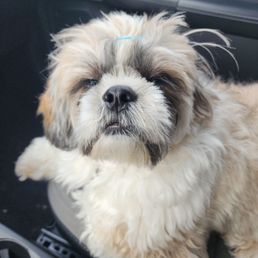 He feels so good after his grooming (next day after grooming and still rocking his barrettes