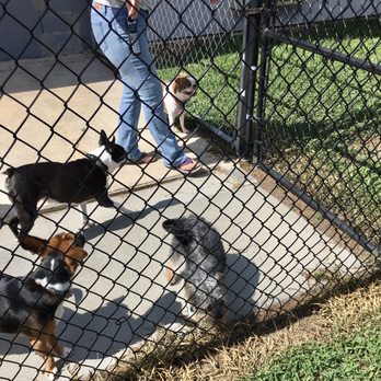A Dog's Night Inn - Outside play - Pet Boarding Near Me - Flat Rock, North Carolina A Dog's Night Inn - Outside play - Pet Boarding Near Me - Flat Rock, North Carolina