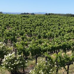 Green Dream Tours - Vineyard we went to in Napa.