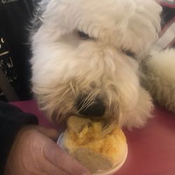 Pelican’s Snoballs - Hendersonville - "Pup Cups are the Best" --Bogey