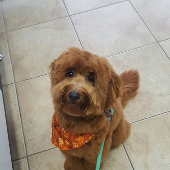 The Tailored Tail Pet Salon - After He looked so handsome and Christmas picture ready!! - Pet Groomers Near Me - Bellaire, Texas The Tailored Tail Pet Salon - After He looked so handsome and Christmas picture ready!! - Pet Groomers Near Me - Bellaire, Texas