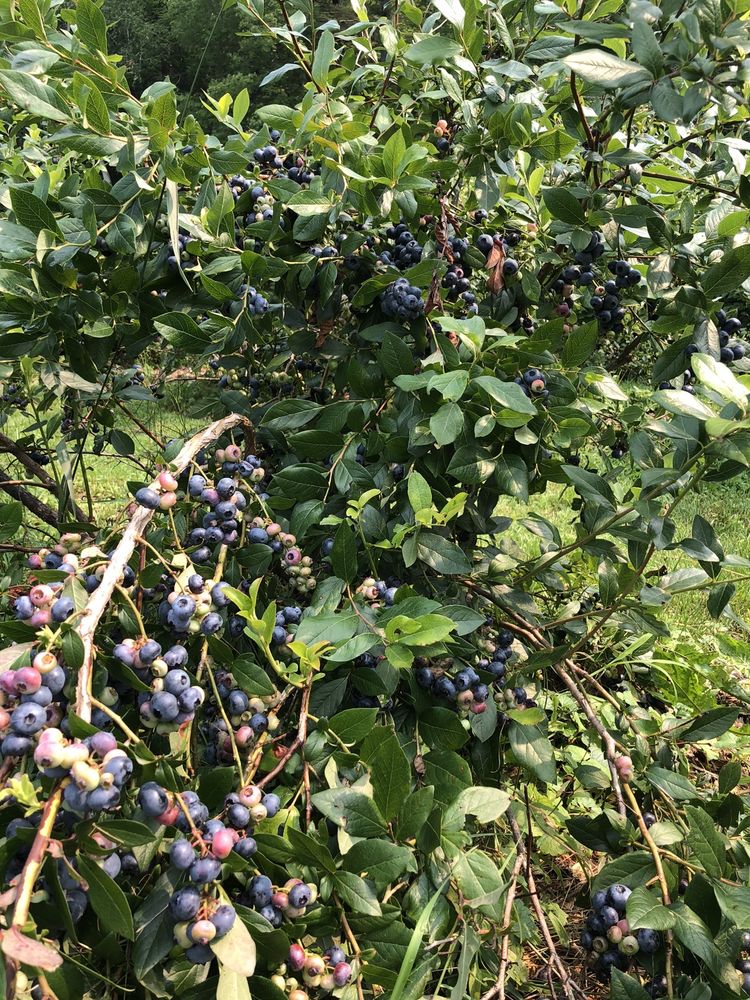 KEENAN FAMILY FARM Updated September 2024 79 Upper Bay Rd