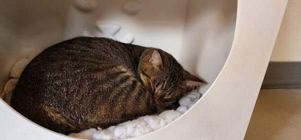 NEKO Cat Cafe Seattle by null