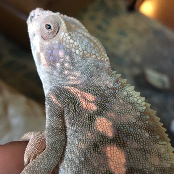 Killer Clutches - Female juvenile Ambilobe Panther Chameleon - Reptile Shops Near Me - Chico, California