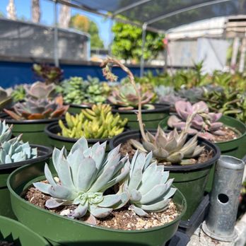 Memo's Nursery - Nurseries & Gardening Near Me - Chino, California Memo's Nursery - Nurseries & Gardening Near Me - Chino, California