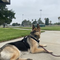 Intellect K9
