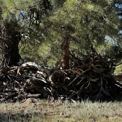 Flagstaff RV Park