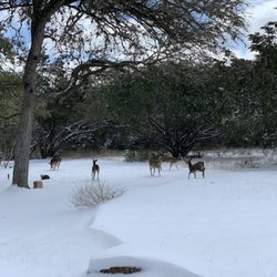 The Writing Barn - Deer playing in the snow!