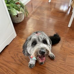 Tina’s Pet Salon & Spa - My doggy Molly
